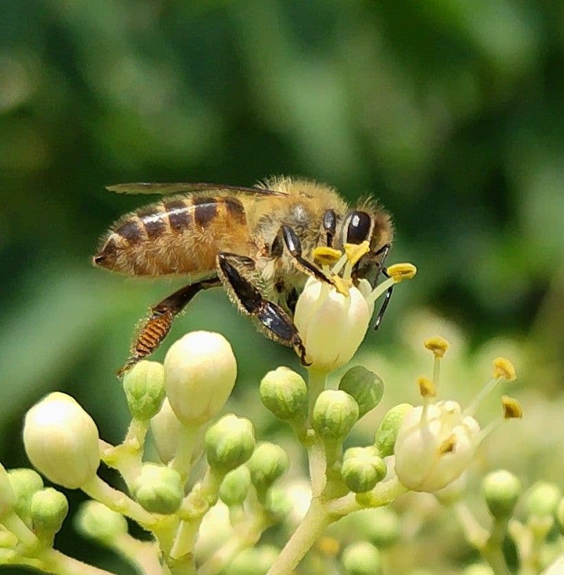 日本蜜蜂 生蜂蜜 ミツバチ 純粋 ニホンみつばち 非加熱 #8 宮城県産