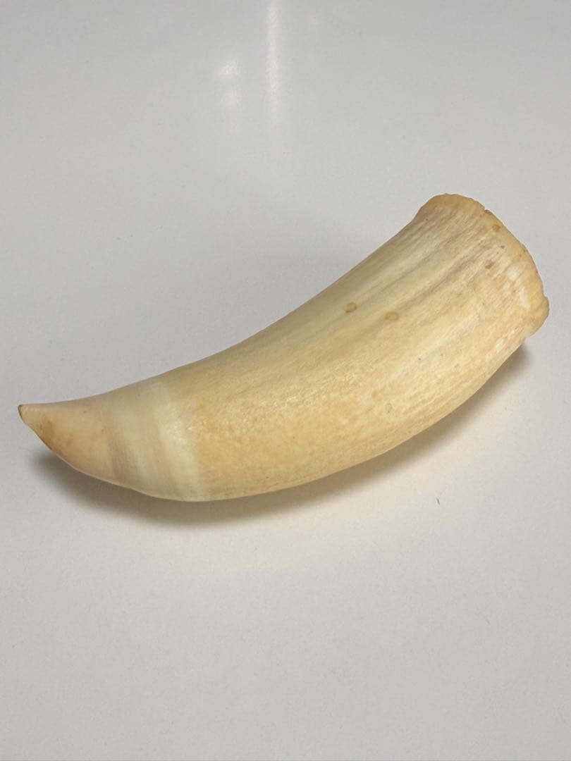 O*)様 天然素材 マッコウクジラ 歯 重さ181g 根付 鯨歯 印材 置物 彫