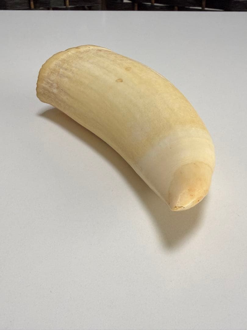 O*)様 天然素材 マッコウクジラ 歯 重さ181g 根付 鯨歯 印材 置物 彫