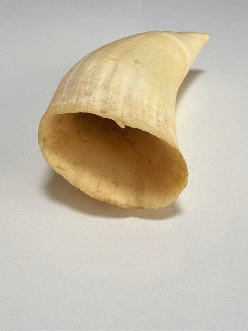 O*)様 天然素材 マッコウクジラ 歯 重さ181g 根付 鯨歯 印材 置物 彫