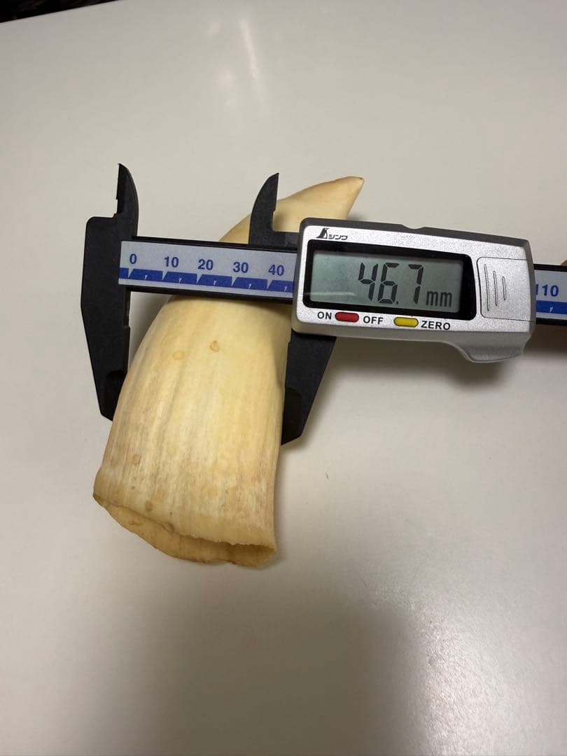 O*)様 天然素材 マッコウクジラ 歯 重さ181g 根付 鯨歯 印材 置物 彫