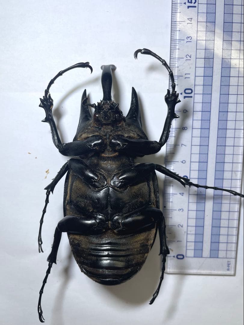 レックス(アクティオン)ゾウカブト　標本用　♂118mm ♀82mm