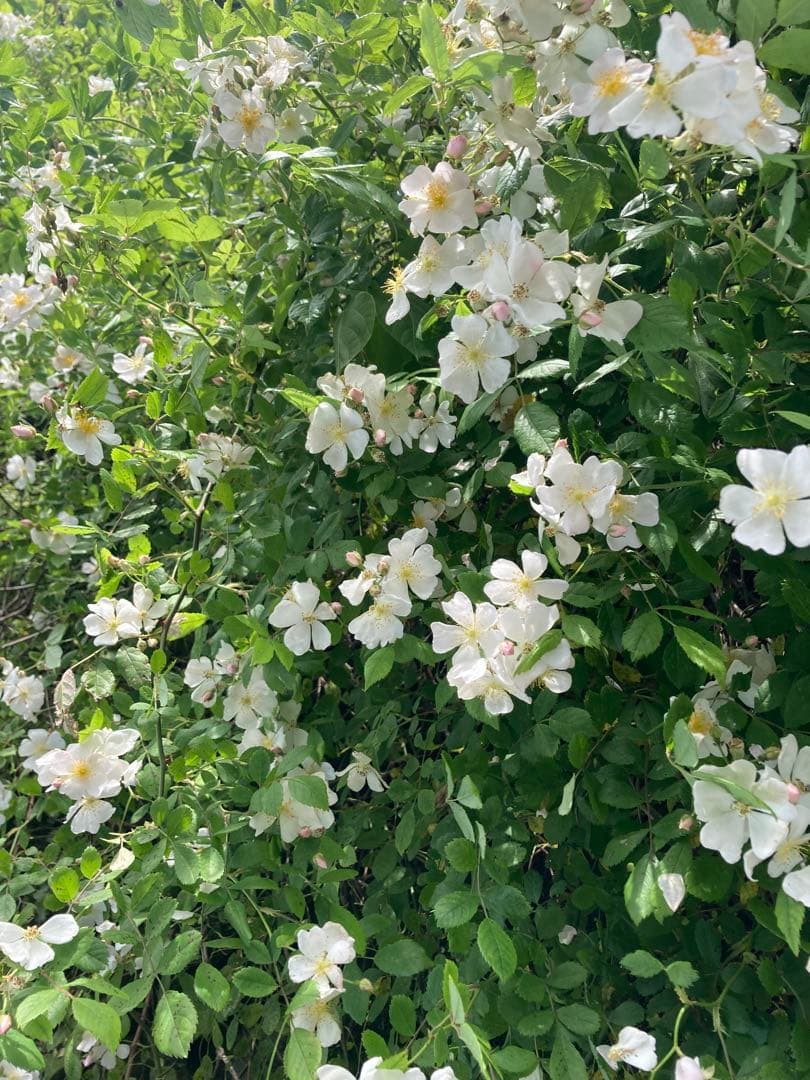 さくらんぼ　ニホンミツバチ　生ハチミツ　1120g