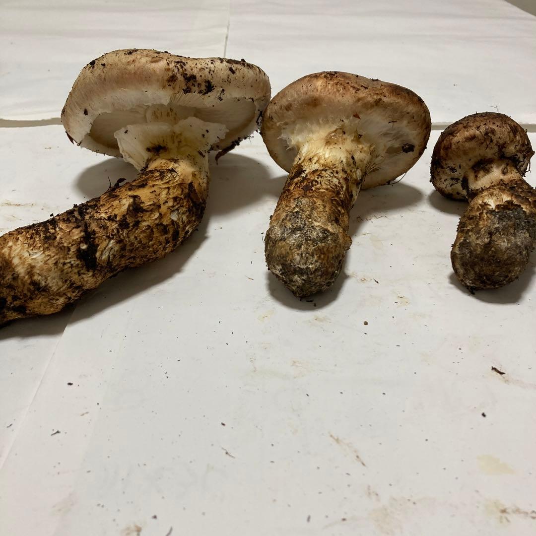 岩手県産　松茸　420g