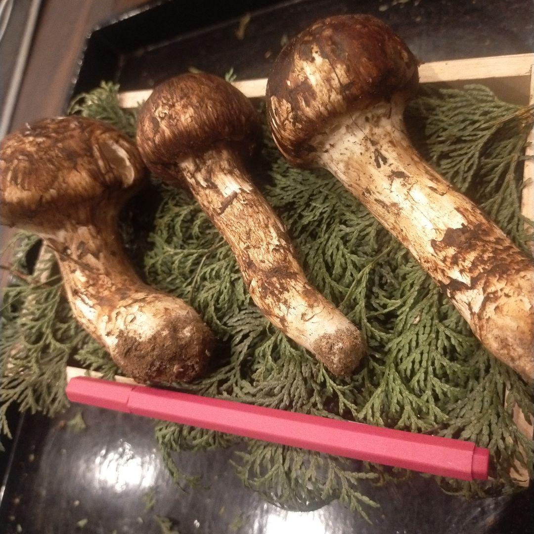 ②信州産 松茸　長野県　クール便　220g