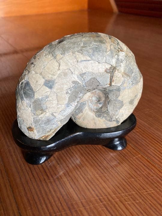 北海道　アンモナイト　羽幌　化石　/三葉虫　恐竜　釣り　インテリア　家具