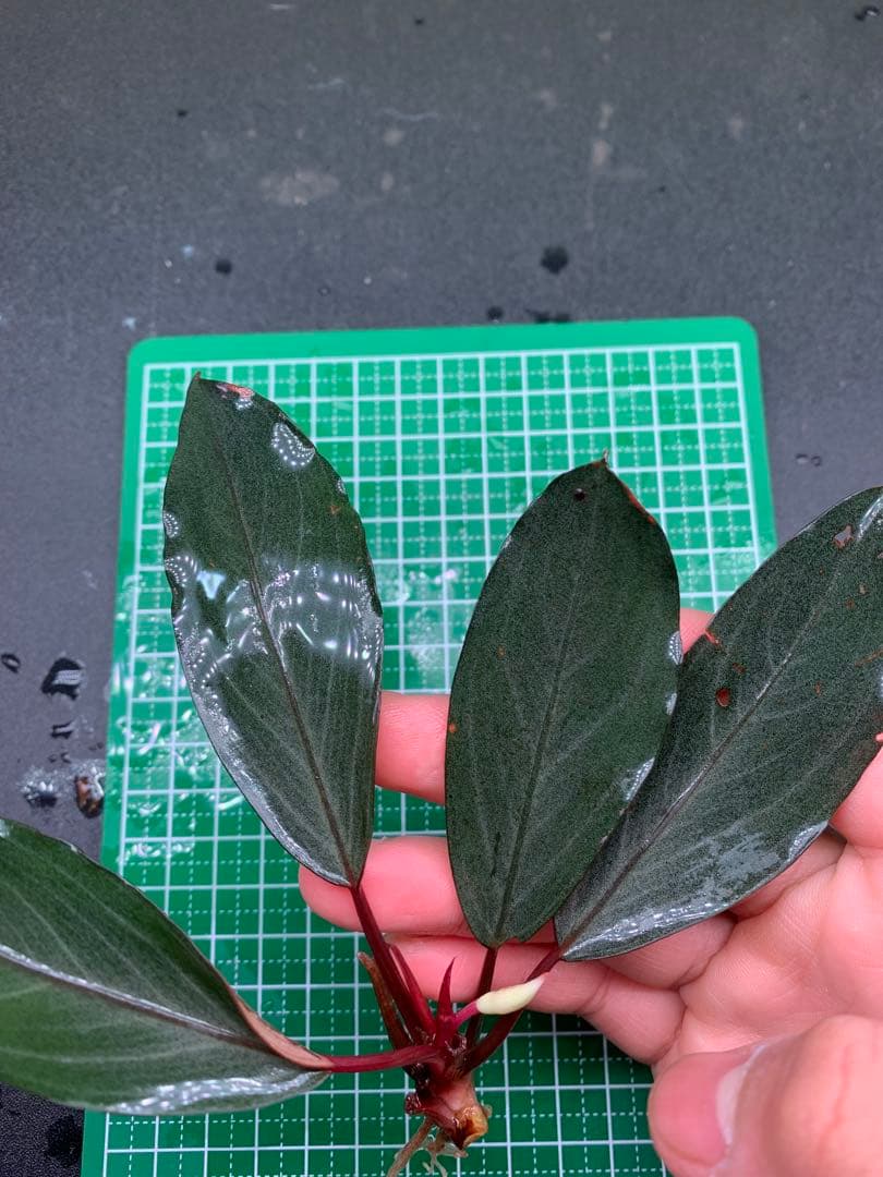 水草 Bucephalandra Gholiat Silver Dark Gray