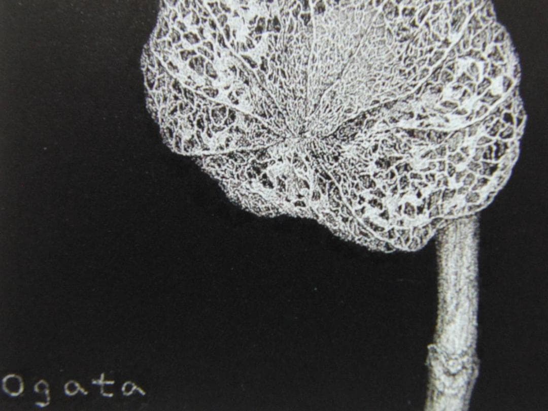 緒方洪章、【ほおずき】、希少な画集画、新品高級額・額装付、状態良好