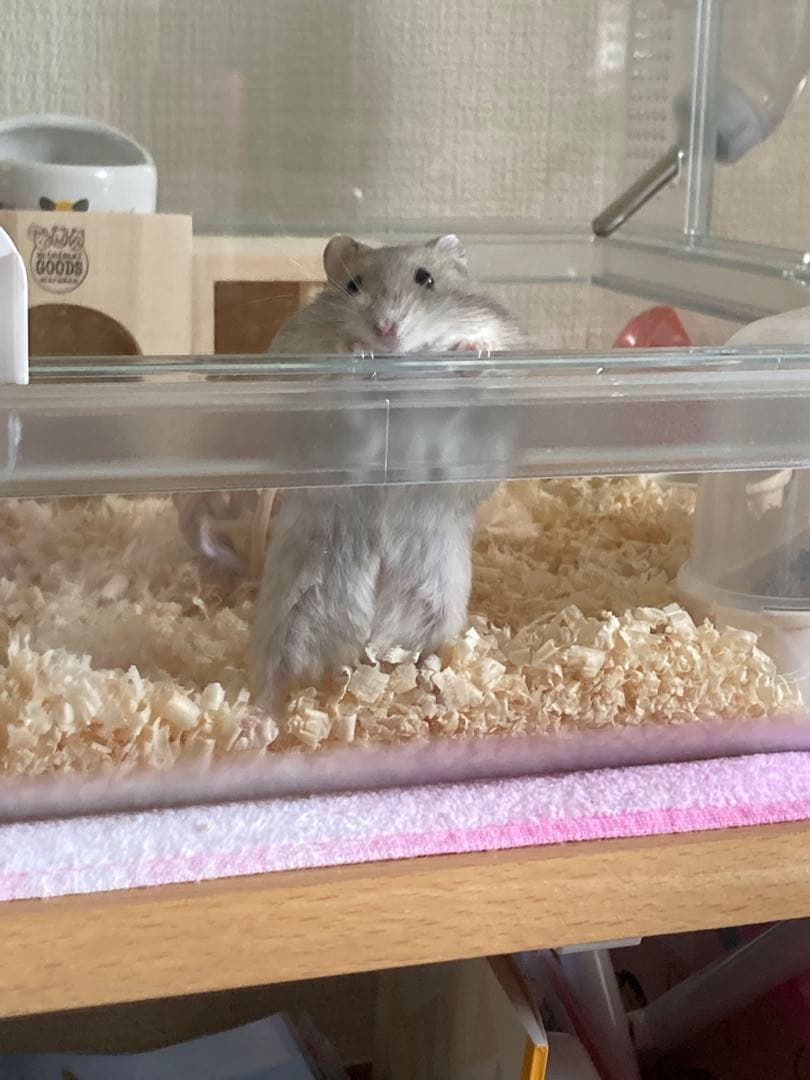 GEX Glass Harmony マルチ600 ケージ ＋飼育セット　暖房