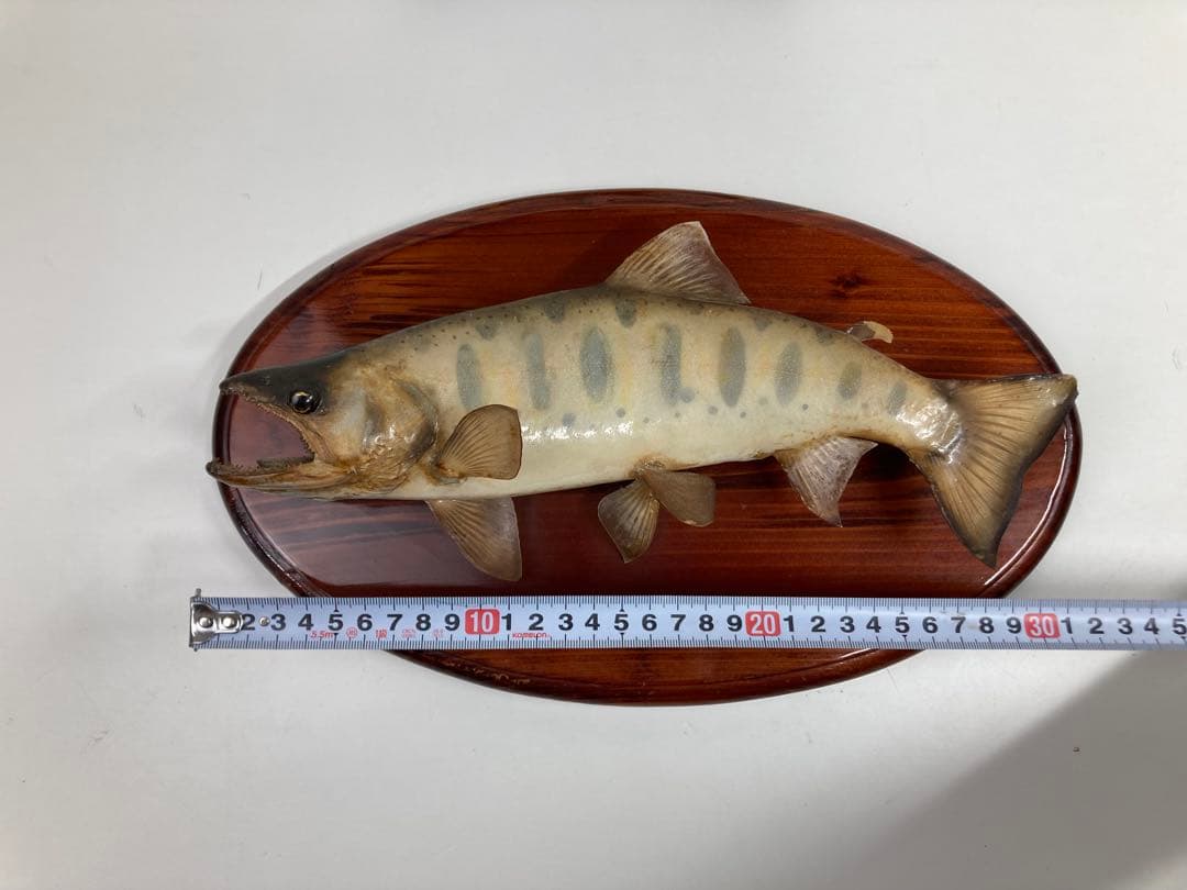 天然ヤマメ 剥製 壁掛け アンティーク 約30cm