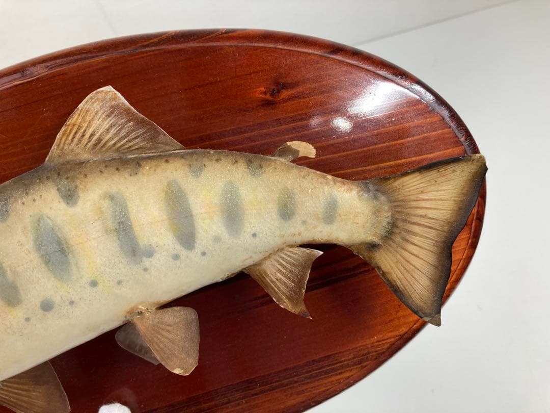 天然ヤマメ 剥製 壁掛け アンティーク 約30cm