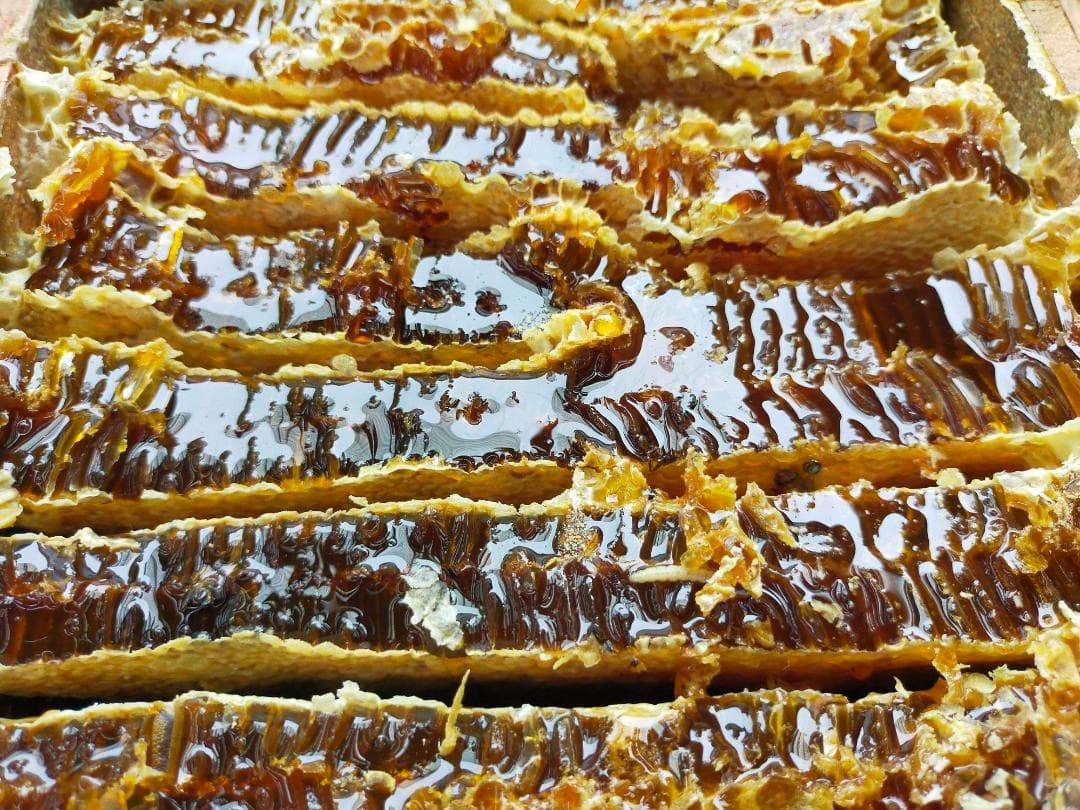 【ぜんぶ群違い】ニホンミツバチの国産百花蜜 400g×3本　非加熱無添加天然蜂蜜