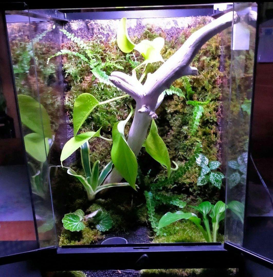 隠れ家付き！苔テラリウム生体飼育ケージ