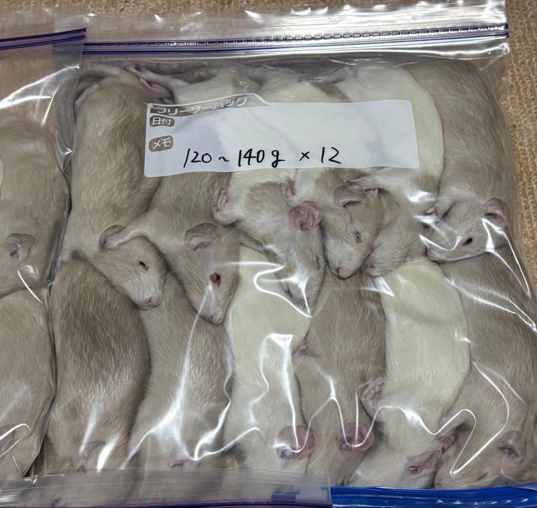 ラット　冷凍　75匹　70〜270gミックス