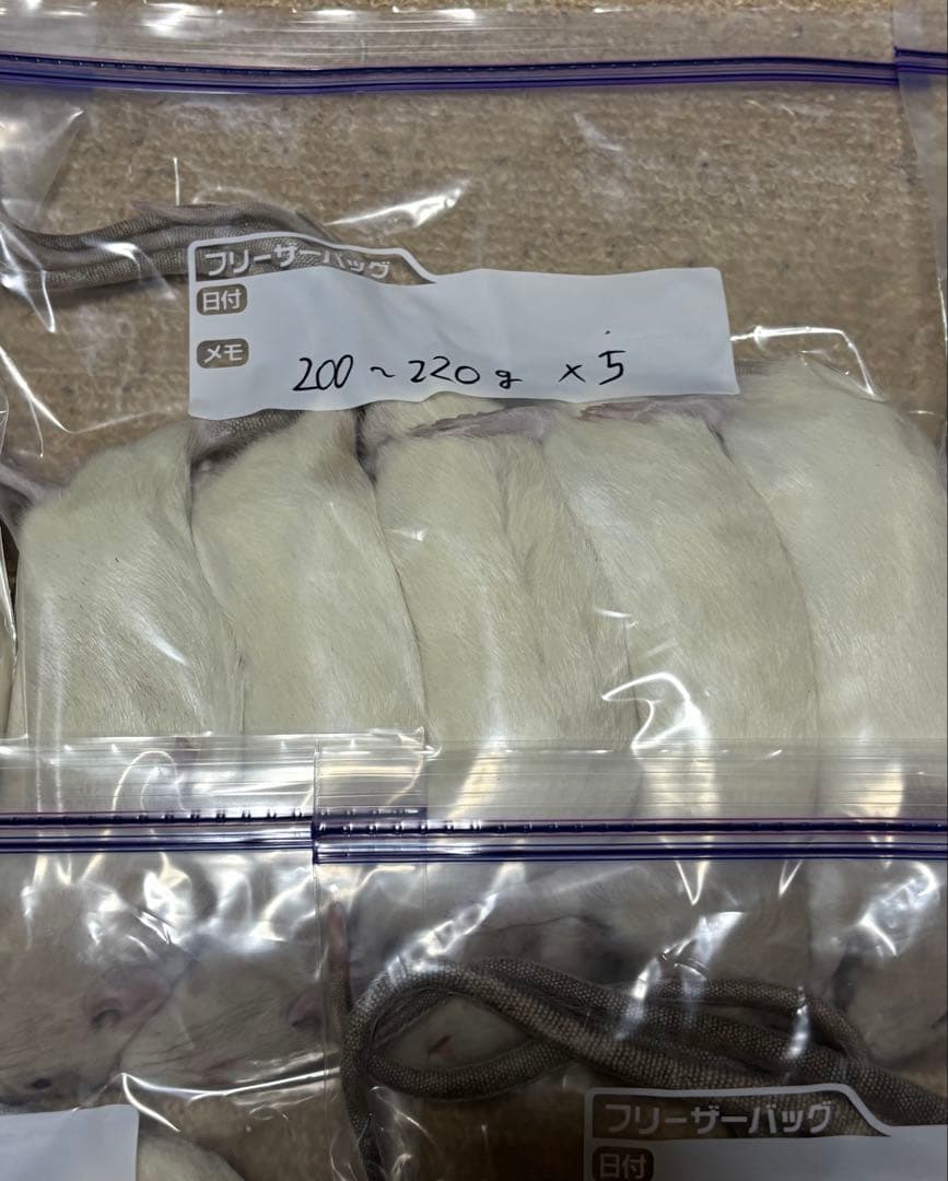 ラット　冷凍　75匹　70〜270gミックス