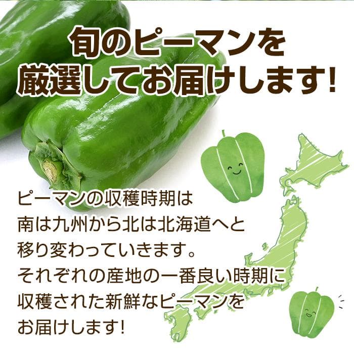 送料無料 訳あり ピーマン 500ｇ