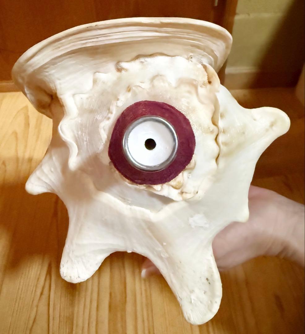 綺麗な大型肉厚トウカムリ 法螺貝　ほら貝　ホラガイ❣️