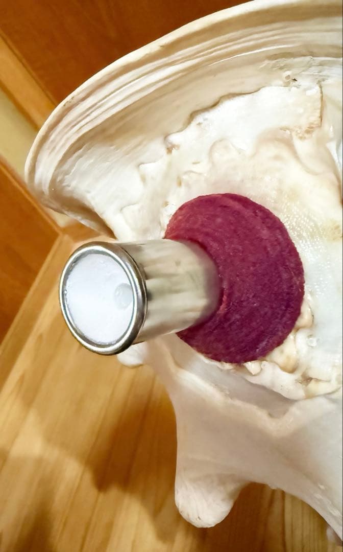 綺麗な大型肉厚トウカムリ 法螺貝　ほら貝　ホラガイ❣️