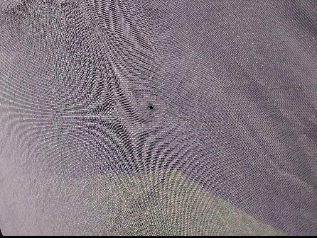 サバティカル　モーニンググローリーTC フォレストグリーン