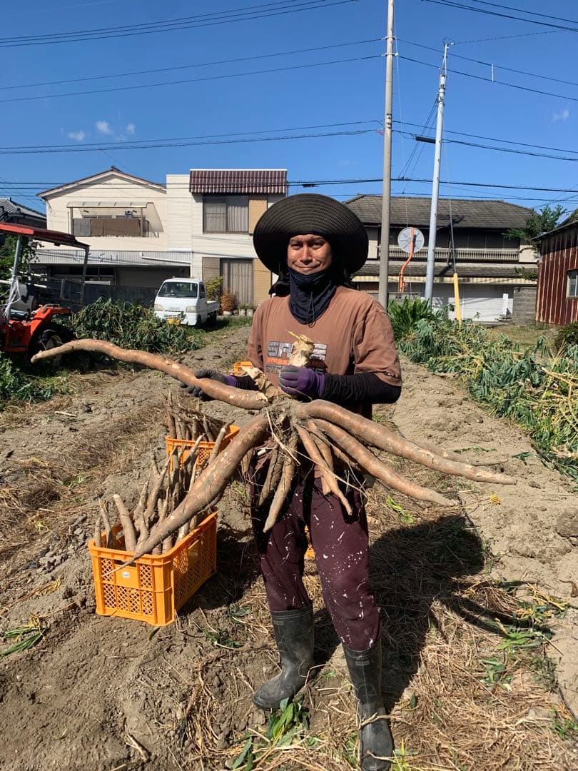 キャッサバ芋 22Kg 吉野川市産