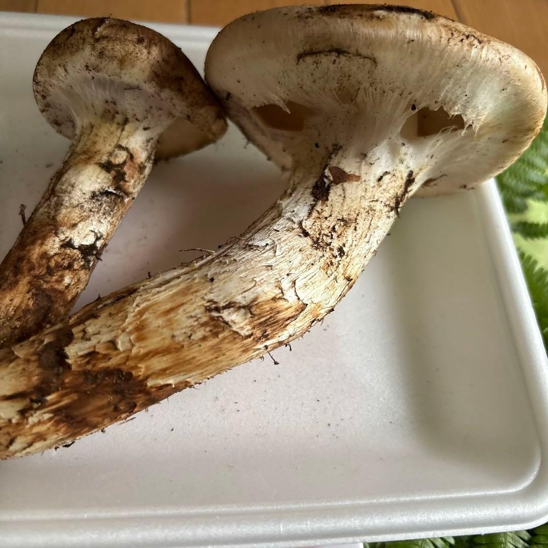広島県産 松茸２本（168g）③