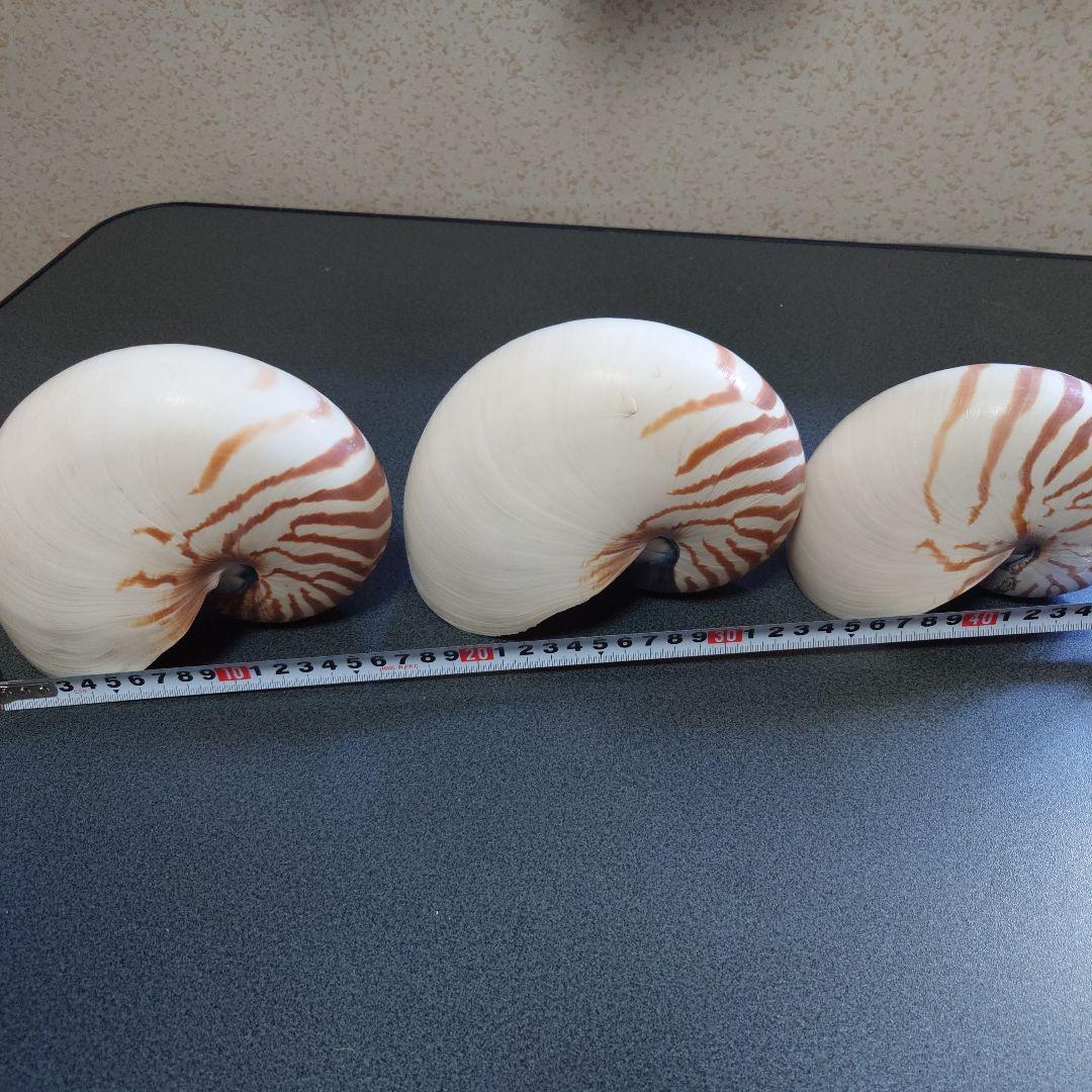 オウムガイの殻 3個セット