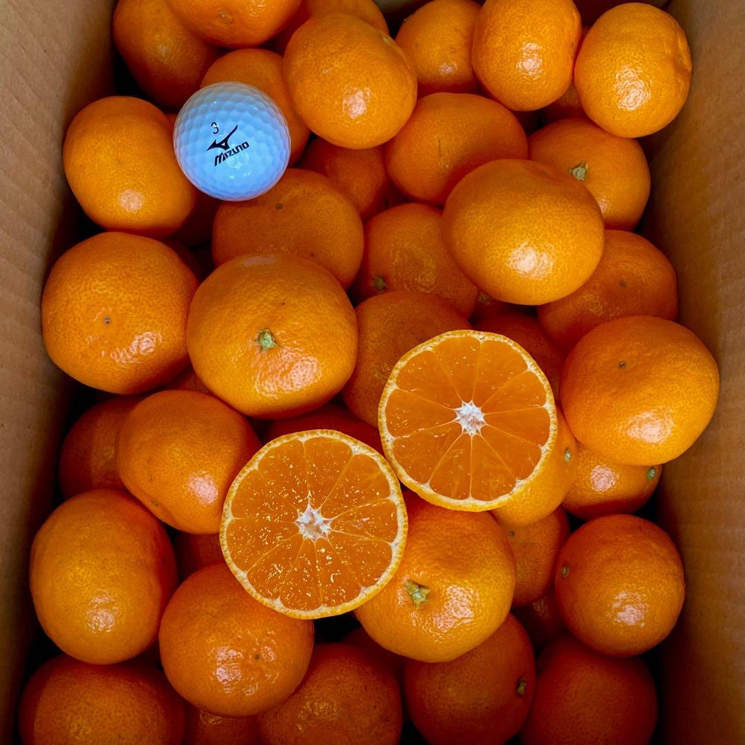 ②温州みかん 樹熟大坊みかん 秀品(贈答品同様)2Sサイズ10kg