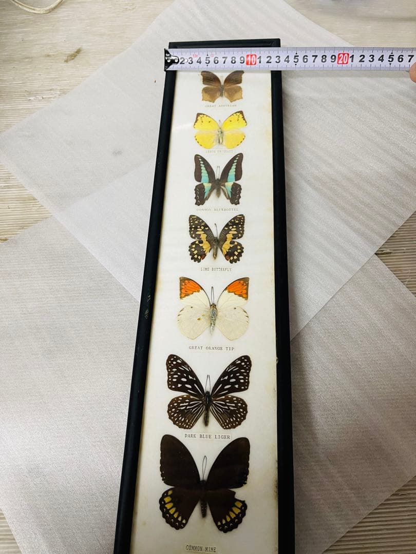 全国配送無料‼️蝶々標本 7頭セット