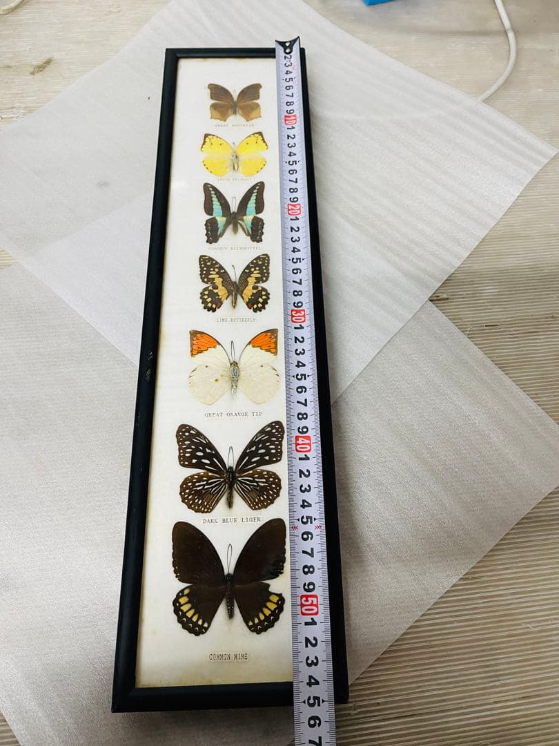 全国配送無料‼️蝶々標本 7頭セット