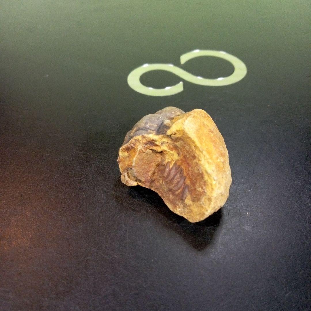 三葉虫　化石　fossil　ボリビア　trilobite　海生動物　三葉虫識別⑨