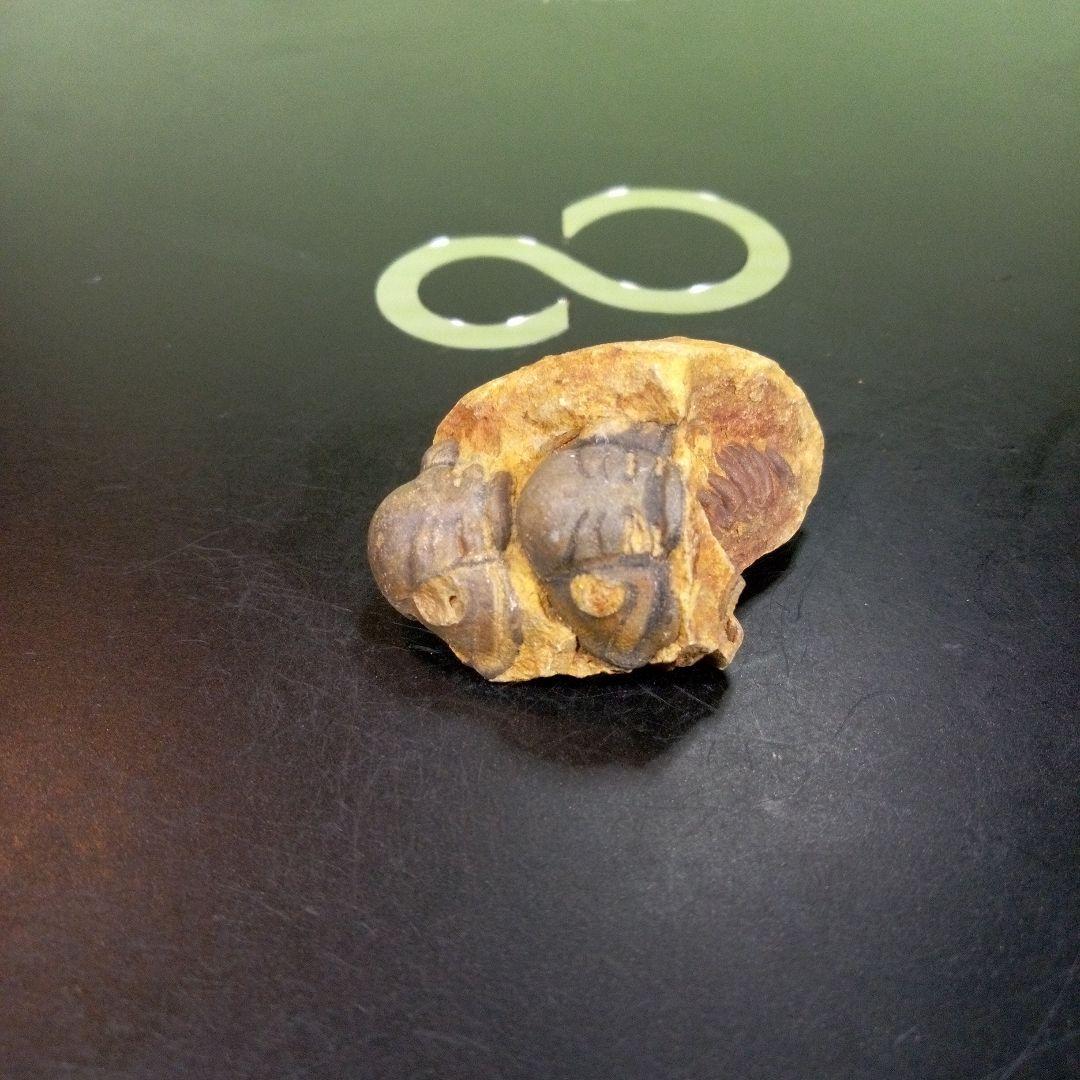三葉虫　化石　fossil　ボリビア　trilobite　海生動物　三葉虫識別⑨