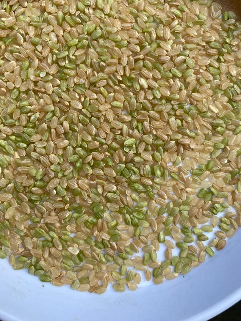 丹波産　コシヒカリ　中米20キロ