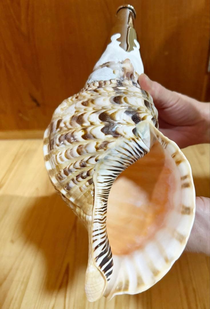 コンパクト修験道法螺貝　山伏　密教　魔除け　熊よけ❣️ホラガイ　ほら貝