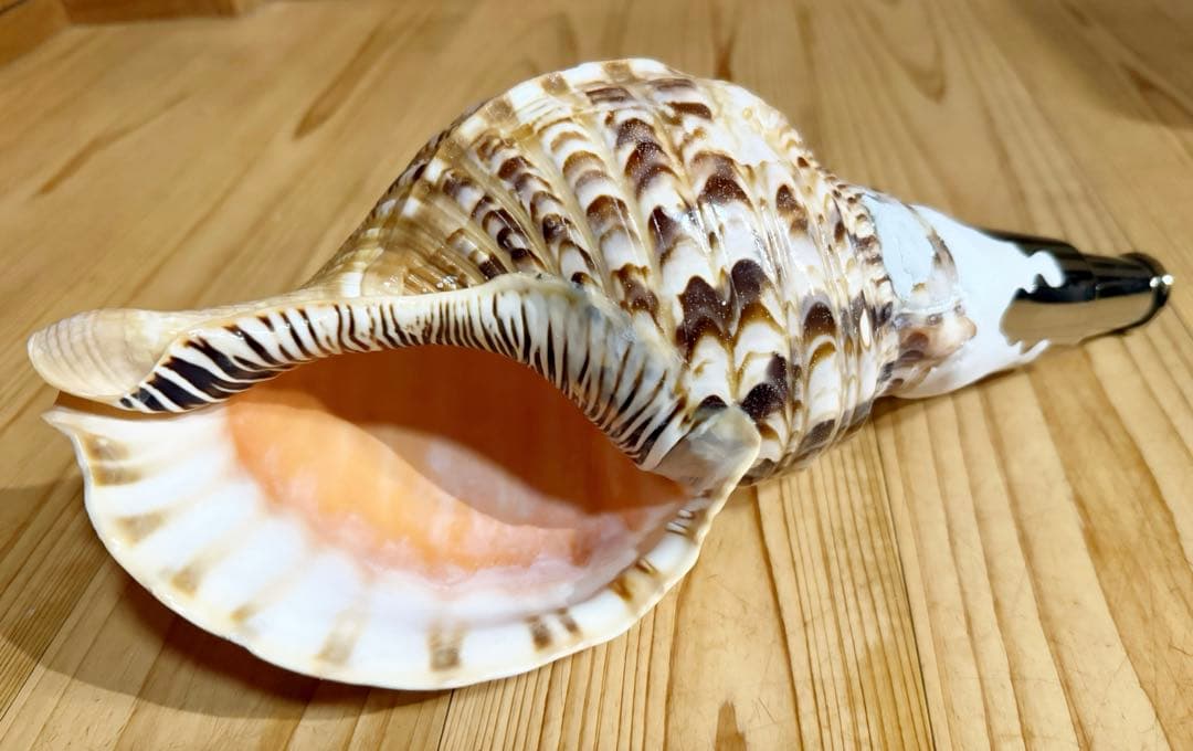 コンパクト修験道法螺貝　山伏　密教　魔除け　熊よけ❣️ホラガイ　ほら貝