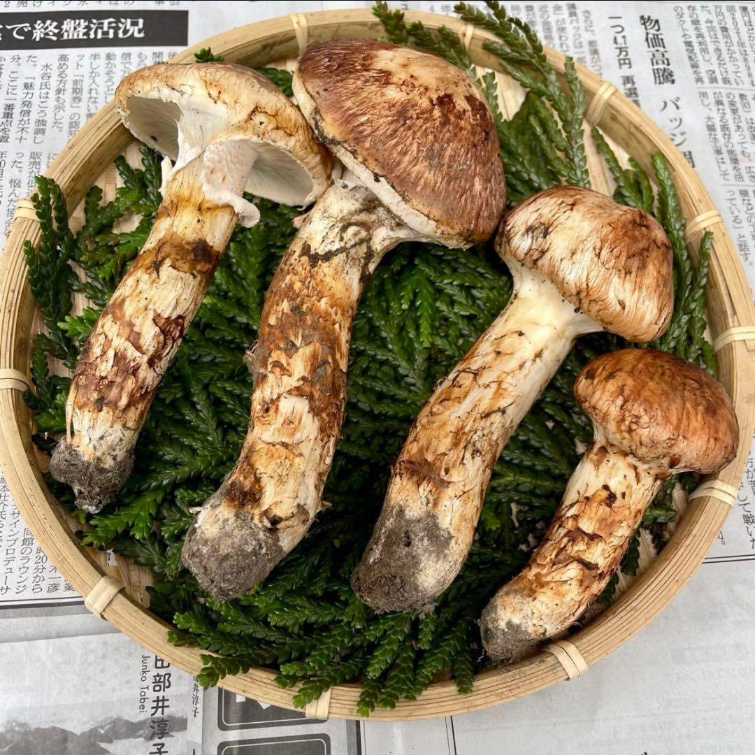 天然きのこ 松茸 国産 マツタケ まつたけ 大自然の凛さん採取その139