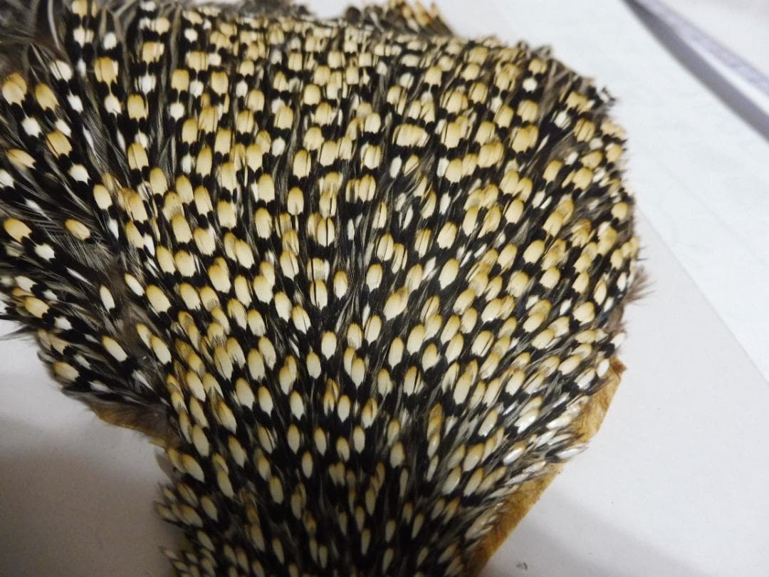 ジャングルコックのケープ　フライタイイング