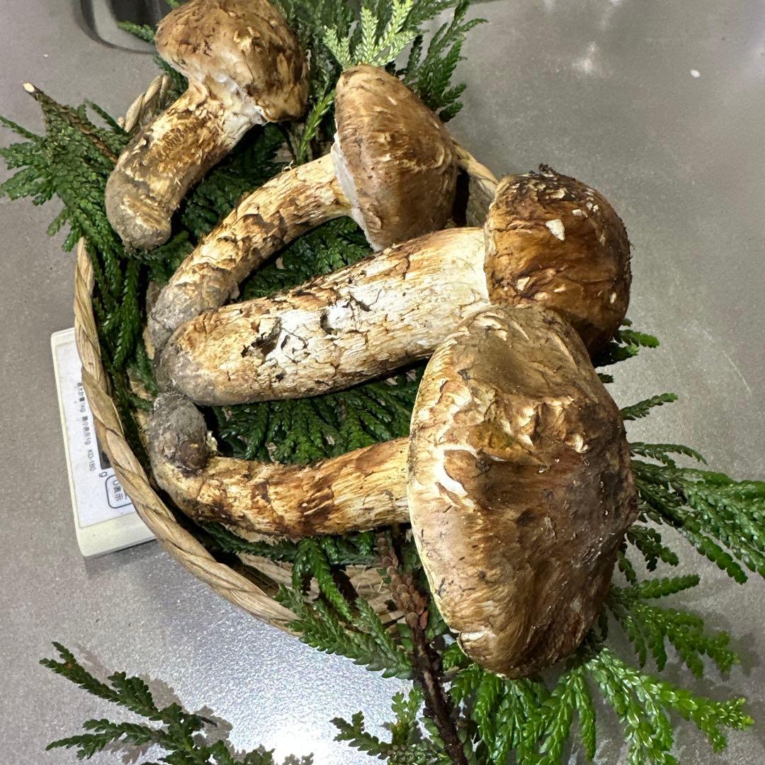 国産天然松茸‼️500g‼️10／18朝採れ‼️