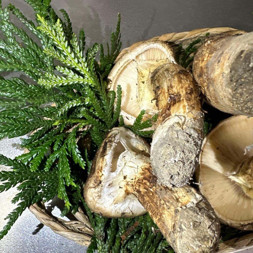 国産天然松茸‼️500g‼️10／18朝採れ‼️