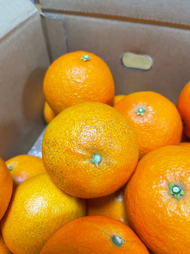 紅まどんな(5.5kgx2箱)・訳あり