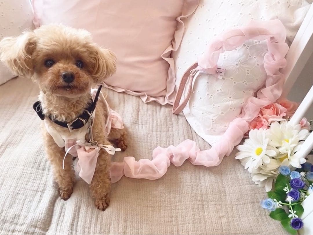 リードカバー　ハンドメイド　犬服　わんちゃん　お出かけ