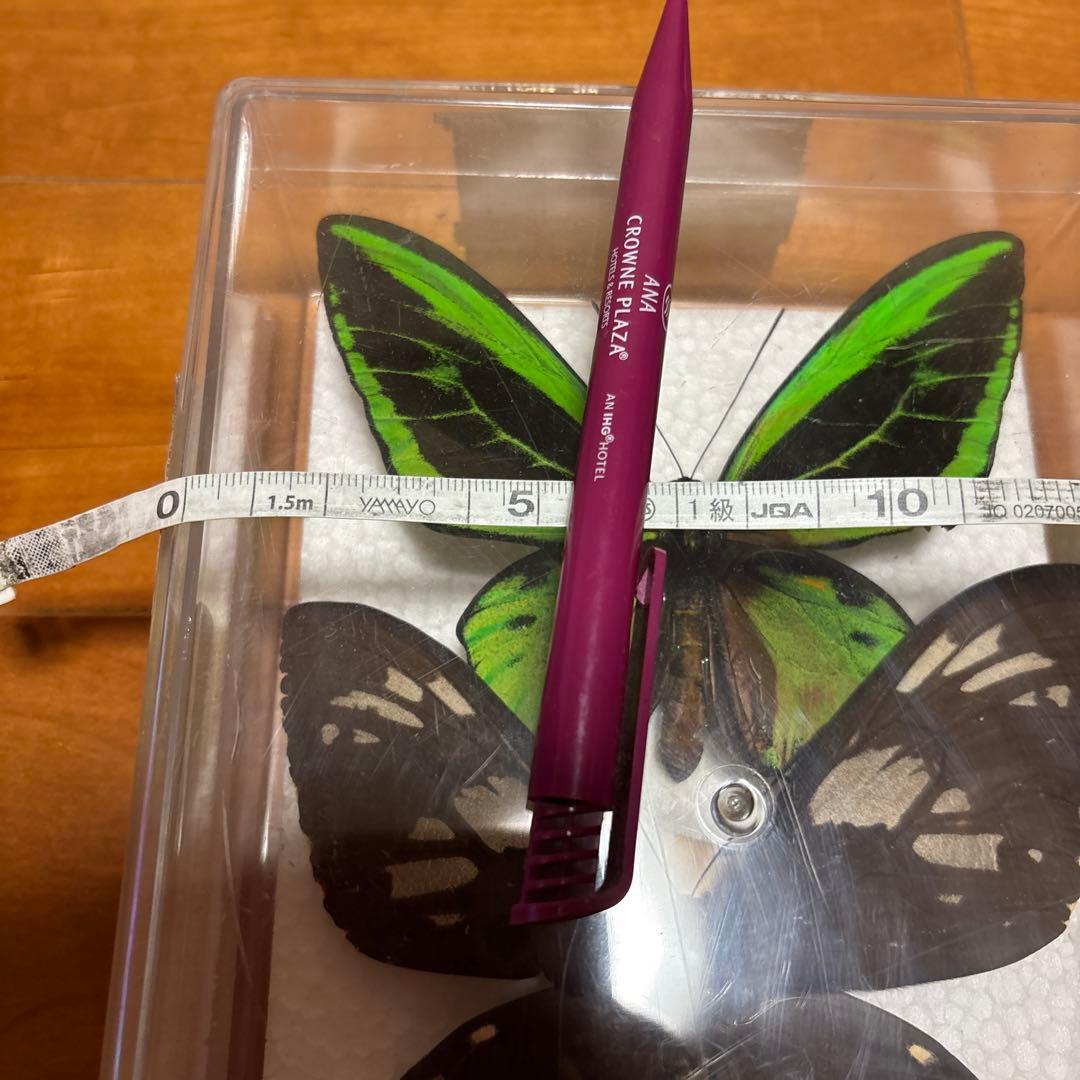 蝶のはくせい　標本　かなり大きい蝶です