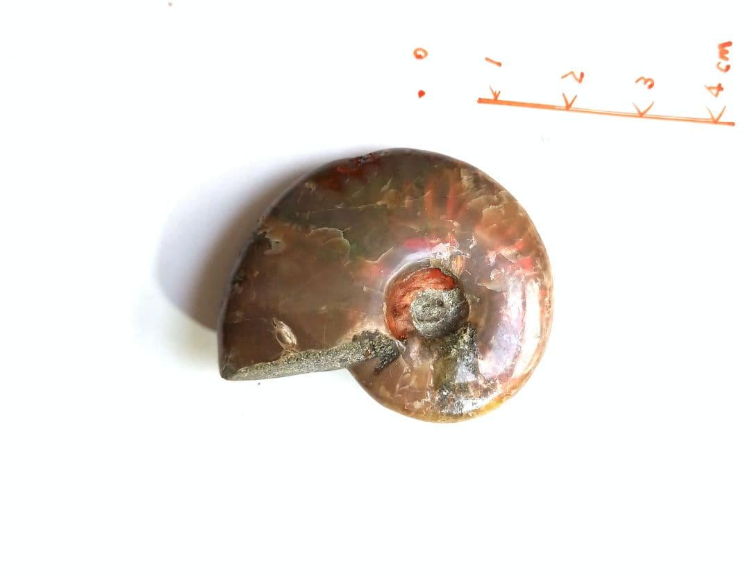 アンモナイト × オパール  アンモライト 赤系 ❒ 化石 45mm