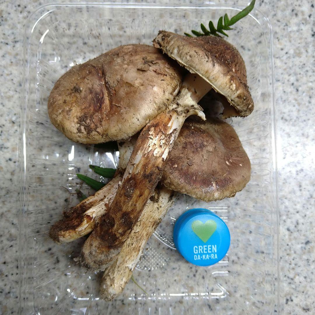 42.南信州産松茸約116g（パック込み）