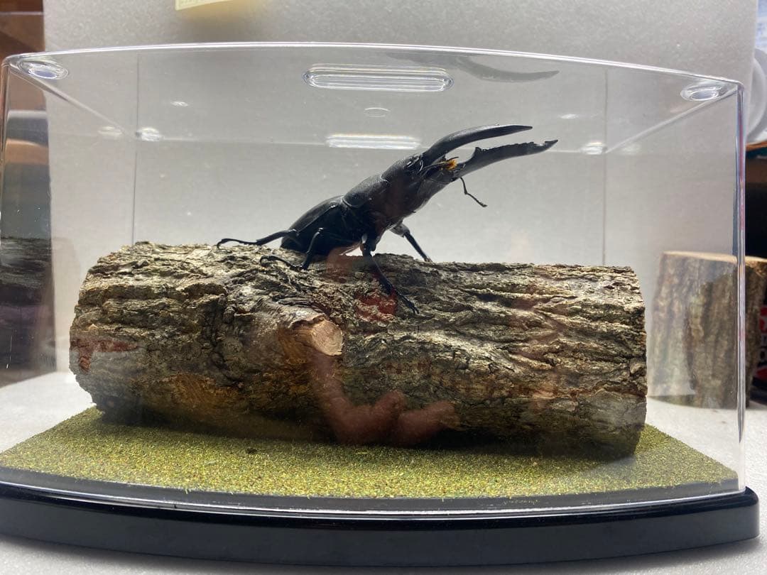 ラ*フ様 LIVE標本　パラワンオオヒラタ　109mm 超特大極太