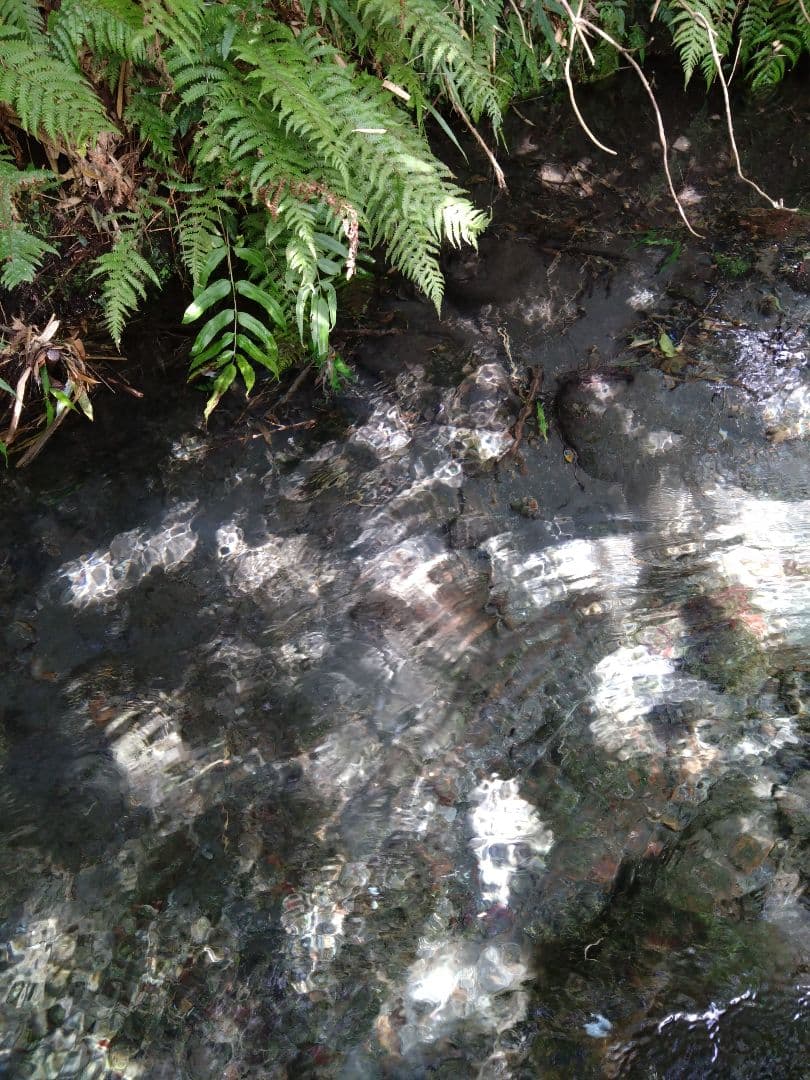 2 R7年 自然栽培米 2品種食べ比べセット10kg（5kg×2）玄米 セット