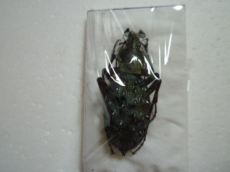 【外国産オサムシ標本】イボカブリモドキ/甘粛省.文県南山産/39.6mm