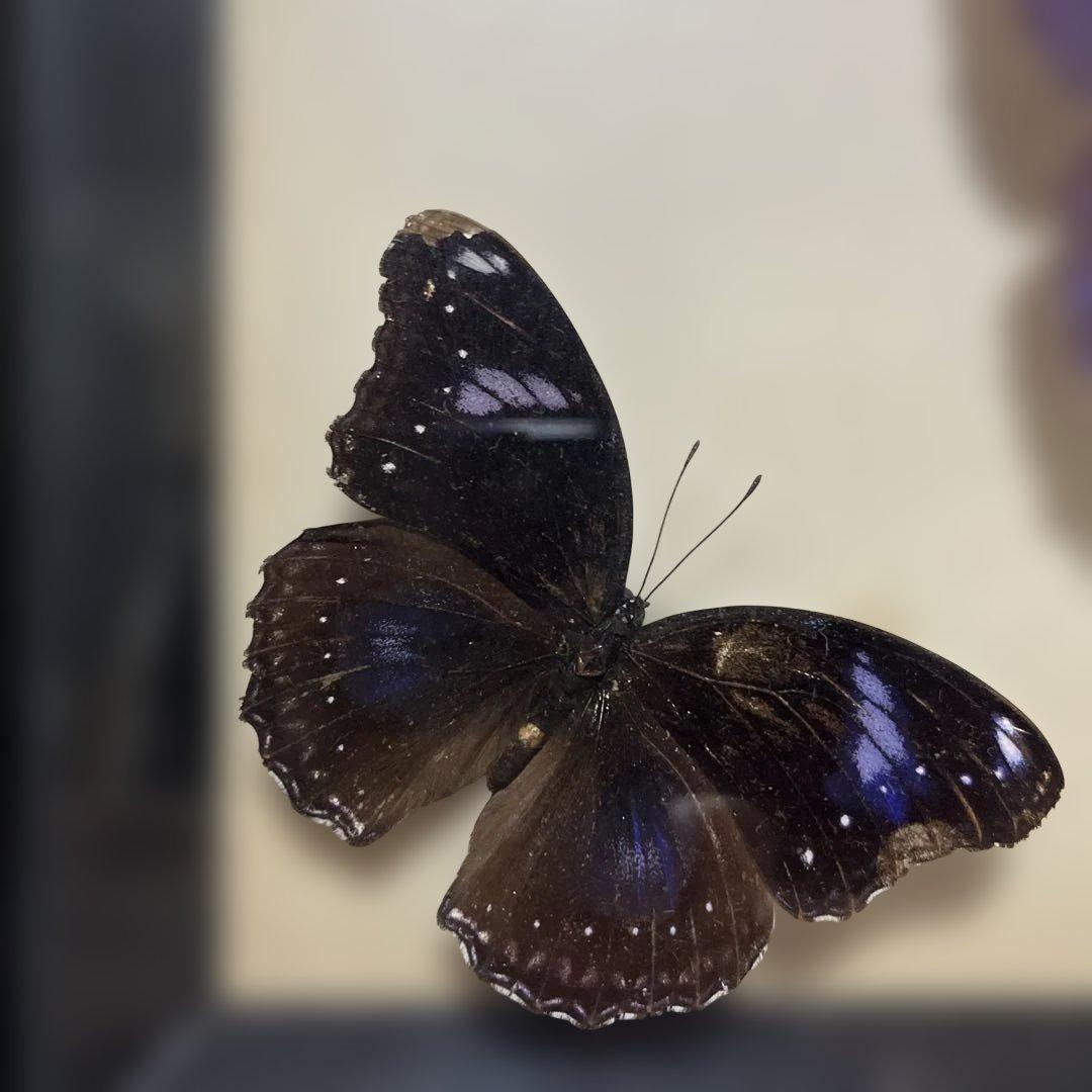 レトロ　モルフォ蝶他標本