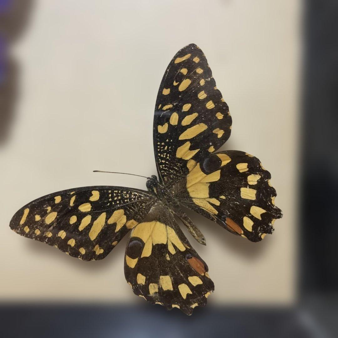 レトロ　モルフォ蝶他標本