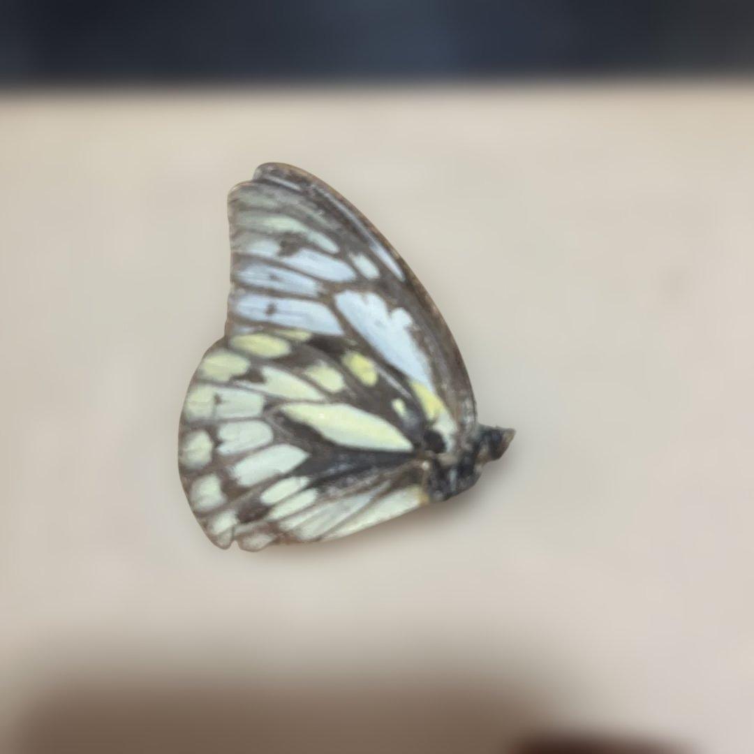 レトロ　モルフォ蝶他標本