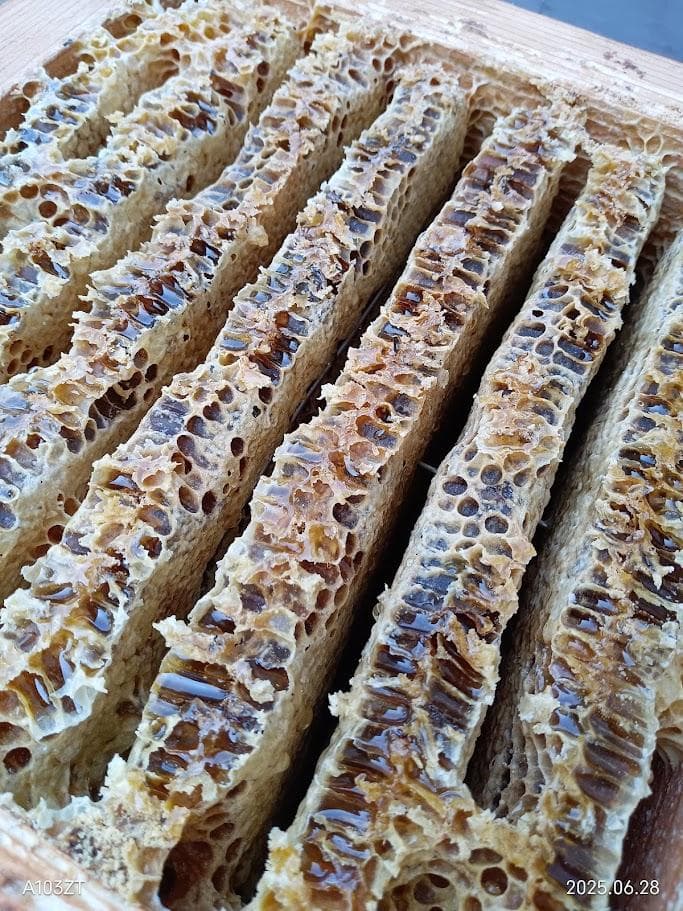 「二ホンミツバチのハチミツ　ファースト・ドロップ」600g×2本